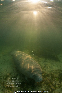 "Sleeping In"

A manatee is bathed in sunrise light ray... by Susannah H. Snowden-Smith 